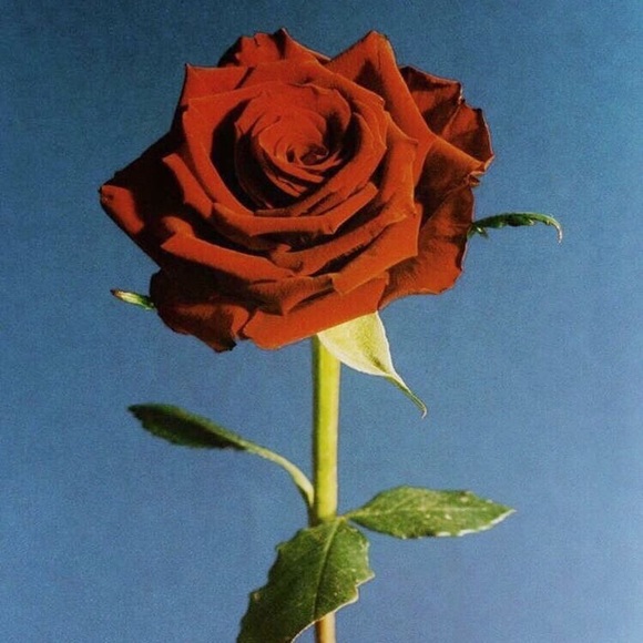 Meet your Posher, Izzy - Picture 1 of 1